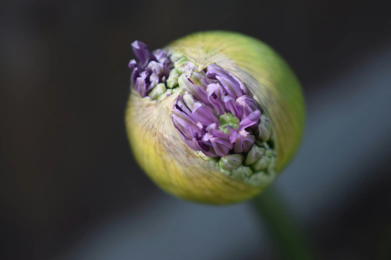 the stem of a purple flower with white stamen