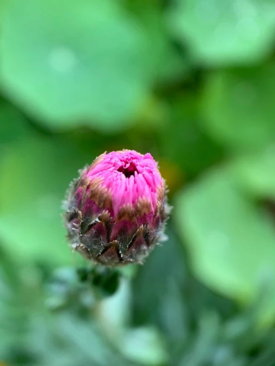 a flower is in the midst of large leaves