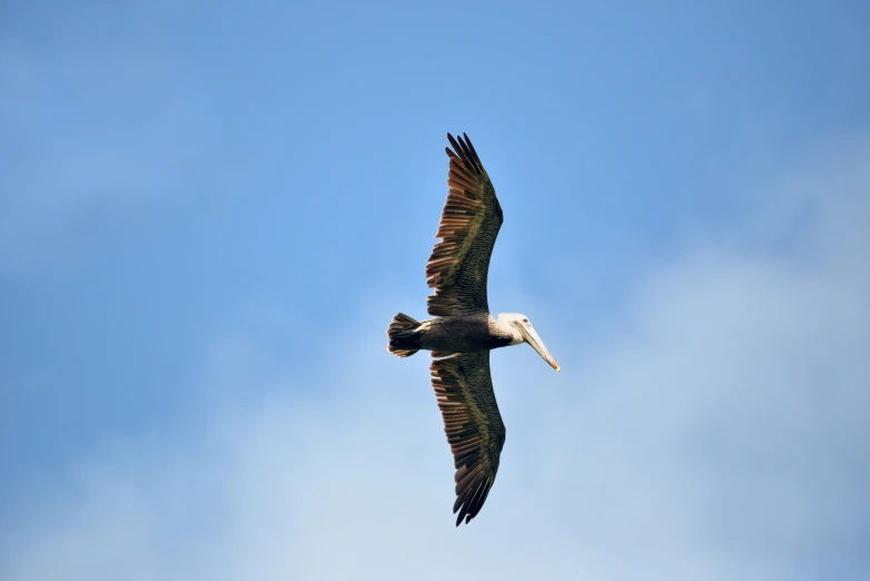 a bird that is flying through the air