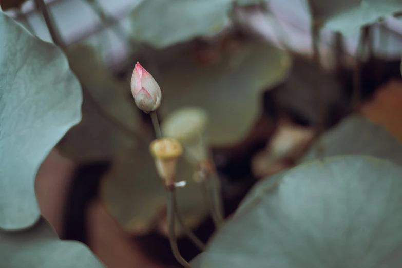 a small pink flower bud on the tip of a green leafed plant