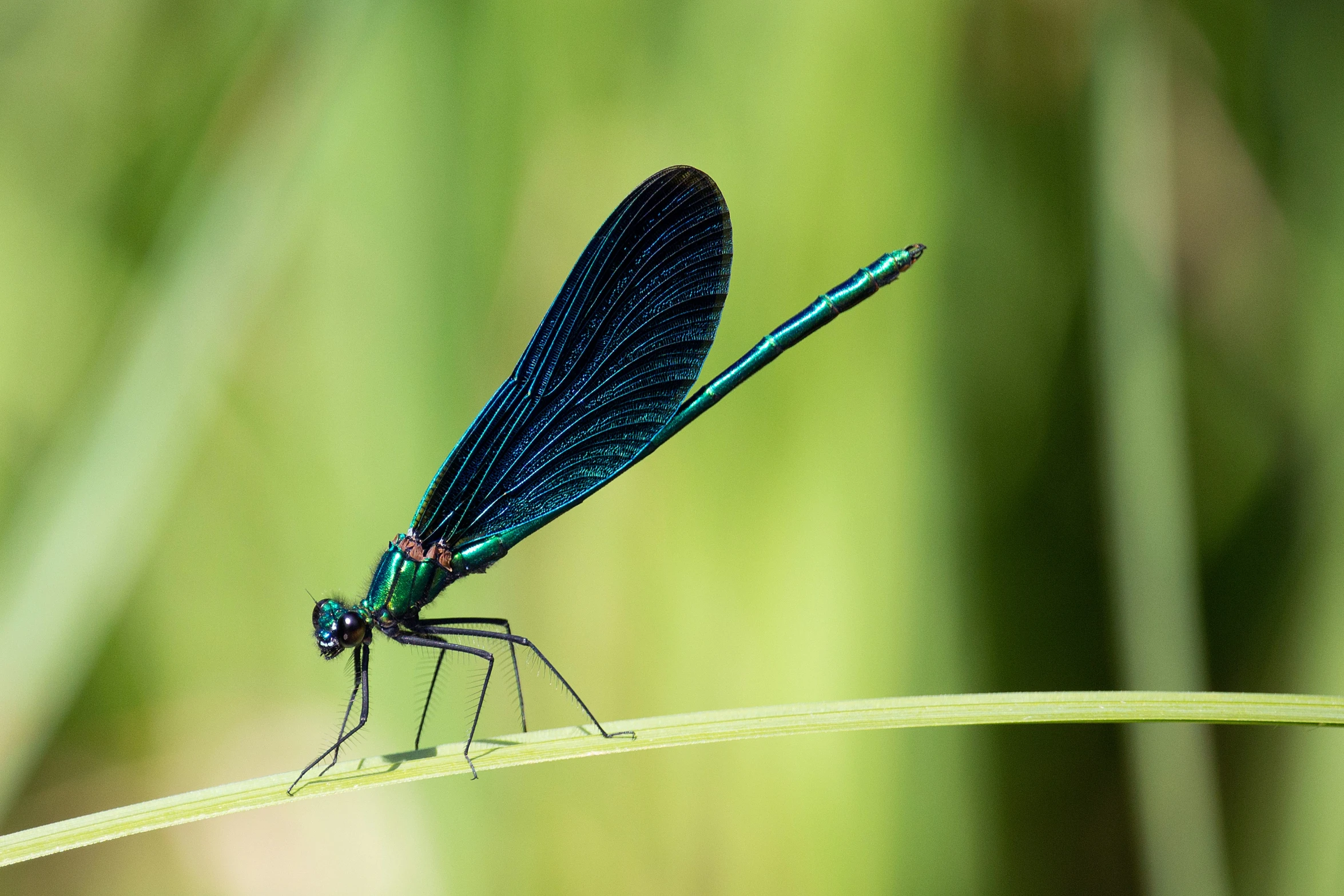 a very bright blue dragonfly sitting on top of a green stalk