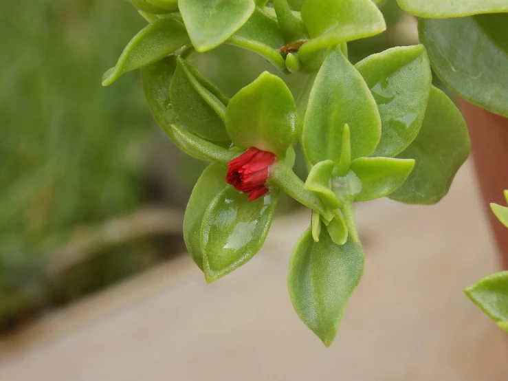 a small flower bud that is growing out of the leaves