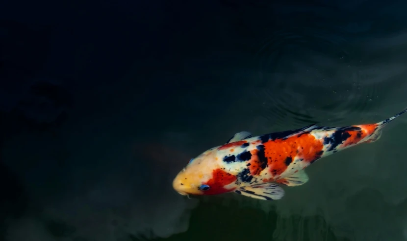 a fish with white and orange color fish in water