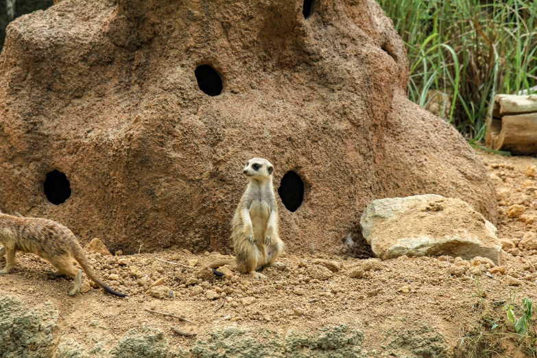 a small baby meerkat in front of a rock structure with holes