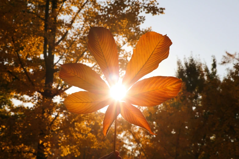 the sun rays through the autumn leaves of an orange tree