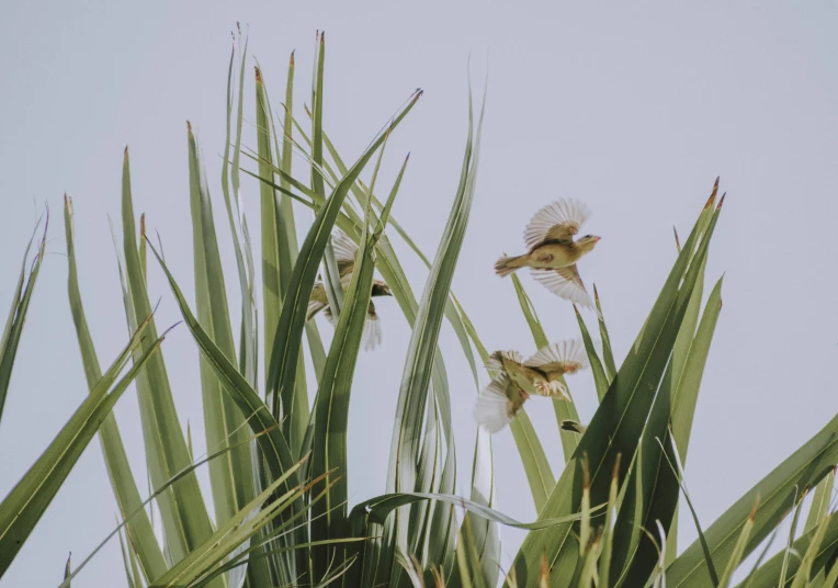 birds flying around the nches of tall palm trees