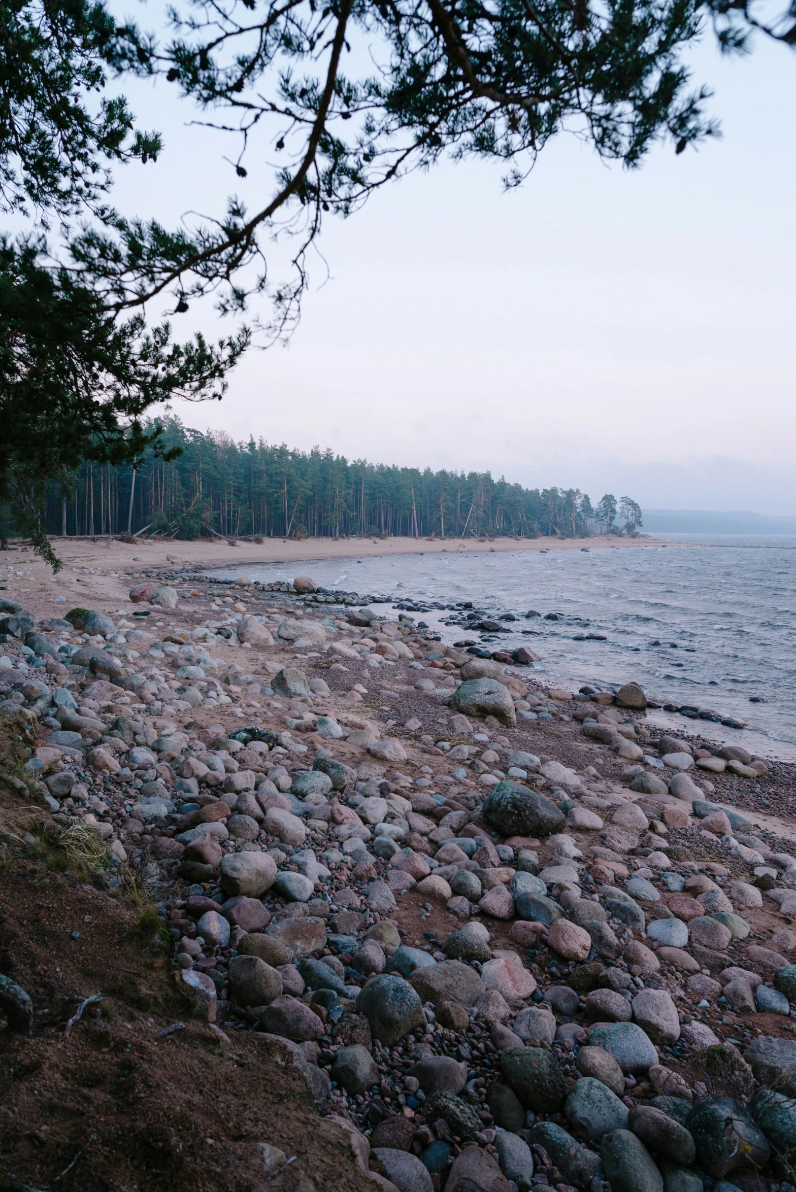 a stone beach near the water has some trees growing out of it