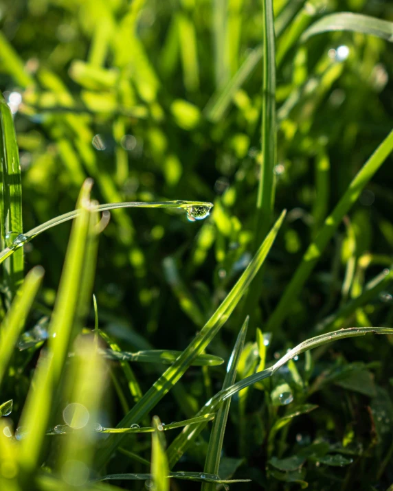 green grass in the morning with dew on the grass