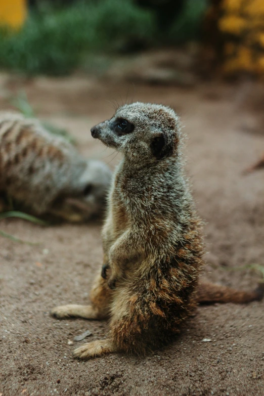 a small meerkat stands in an enclosure