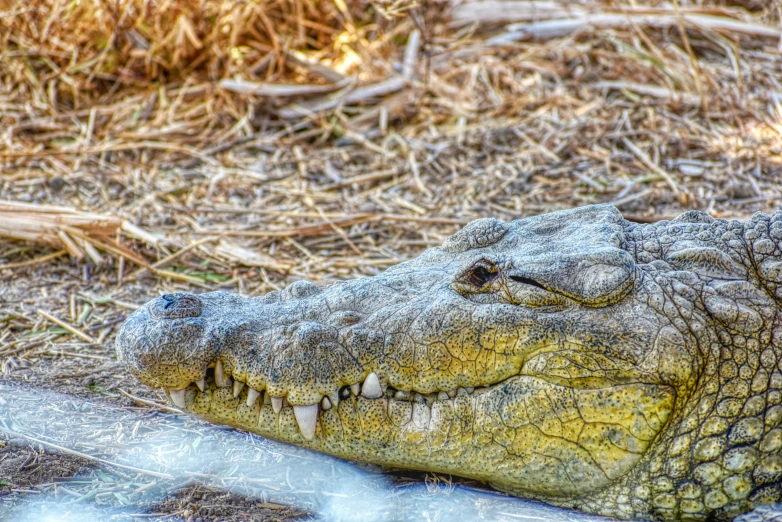 a crocodile's head in the middle of a body of water