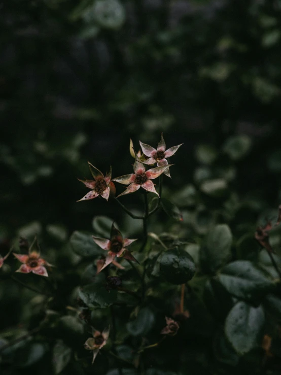 some pretty flowers are in the green leaves