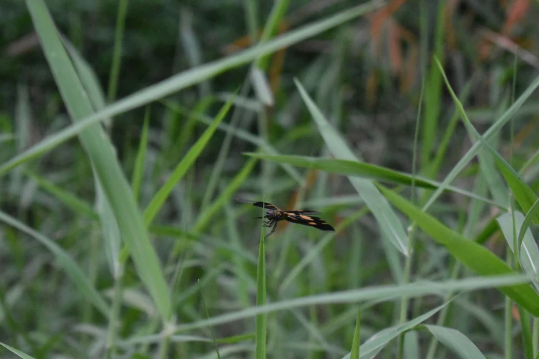 the insect is flying near green plants