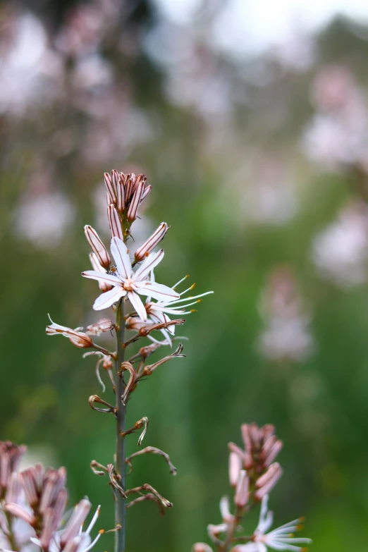 the wildflowers are blooming outside in the wild