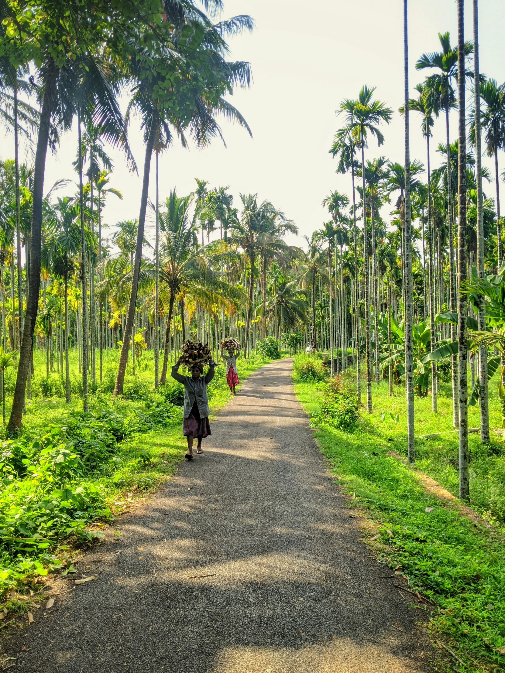 a person holding an umbrella walks down a dirt road surrounded by trees