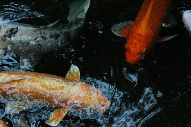 a number of koi fish swimming on top of a pond