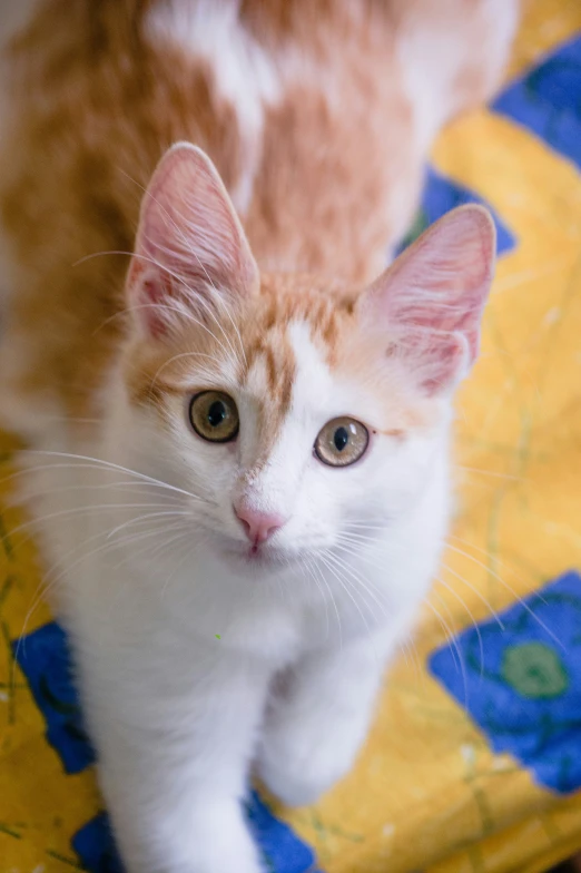 a cat sitting on top of a yellow chair