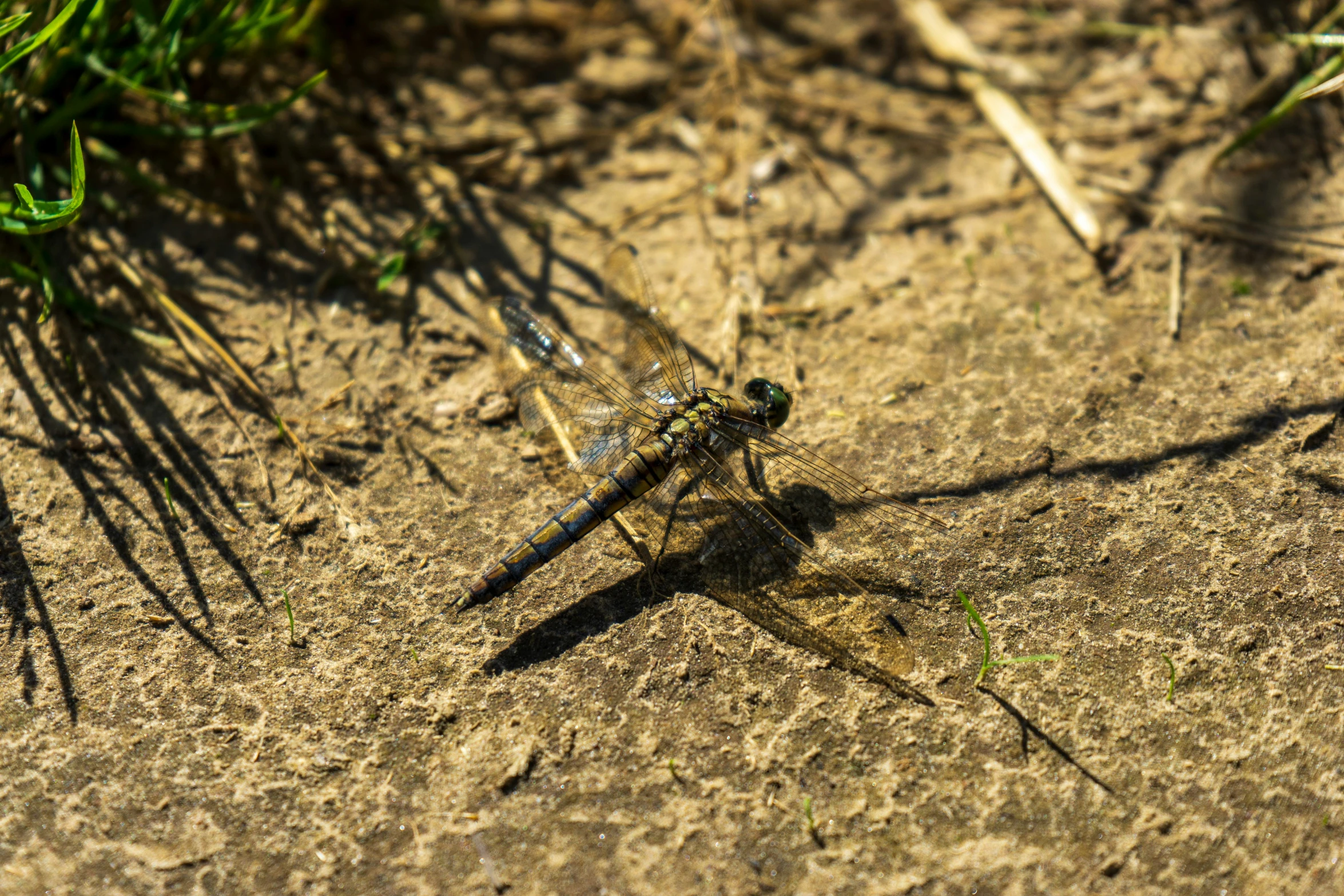 a large long legged insect standing on the ground