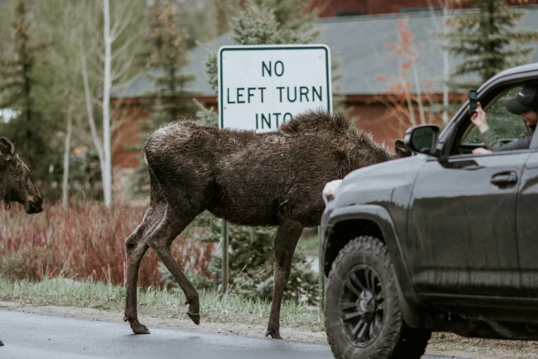 an image of two moose on the road