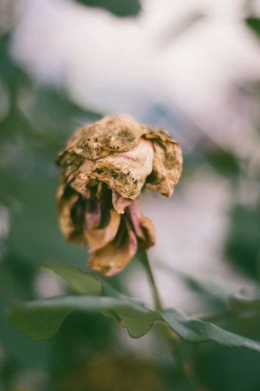 a dried flower bud on the tip of a green leafy nch