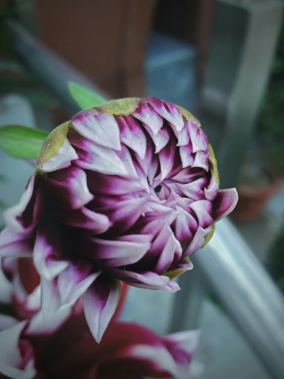 the stem and flower petals are pink and white