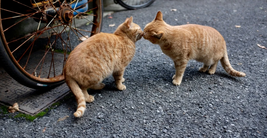 two cats face each other in front of a bicycle