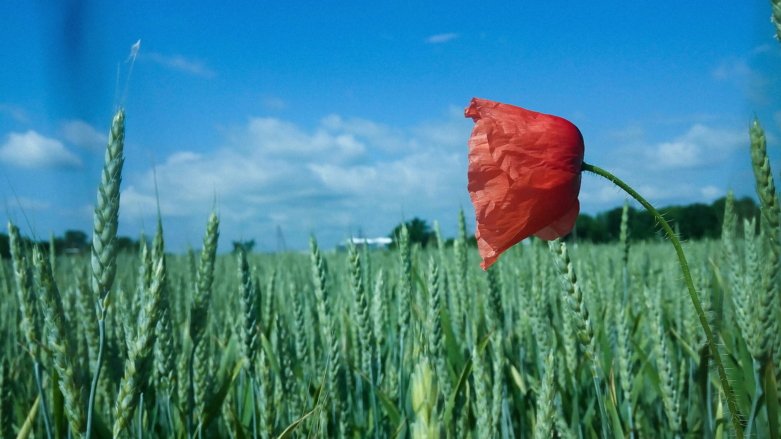 a red flower is in the middle of tall grass