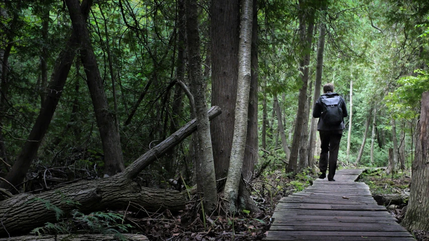 a person on a wooden path near many trees