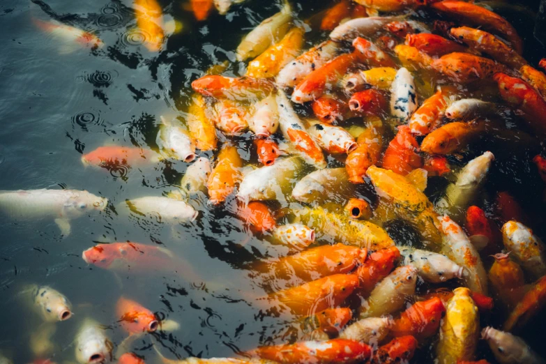 many small colorful fish floating on the surface of a pond