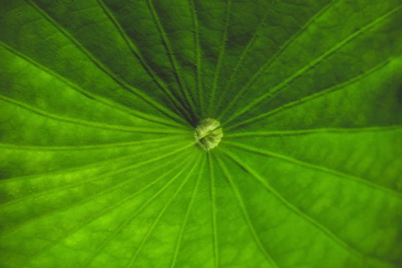 a green leaf is seen from above