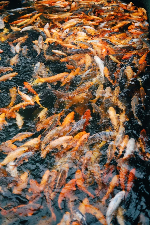 an outdoor pond filled with lots of koi carps