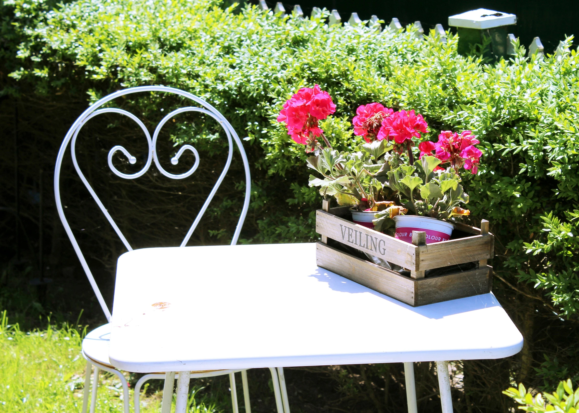 red flowers are in a pot on a table with a chair