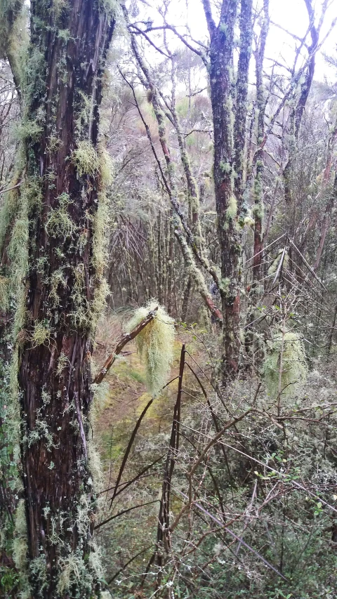 there are lots of trees in the woods with lichen