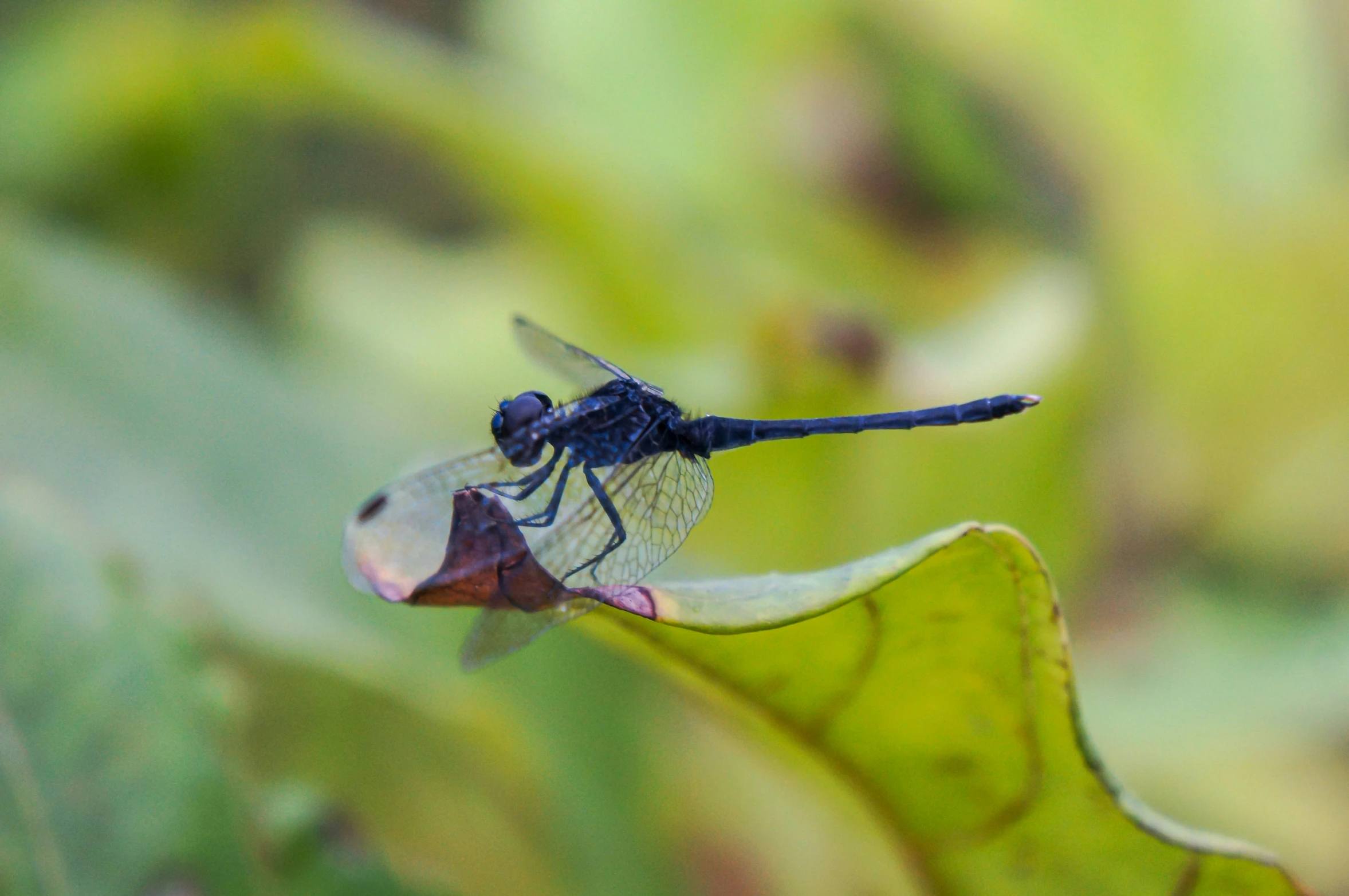 a closeup of a large bug on a plant