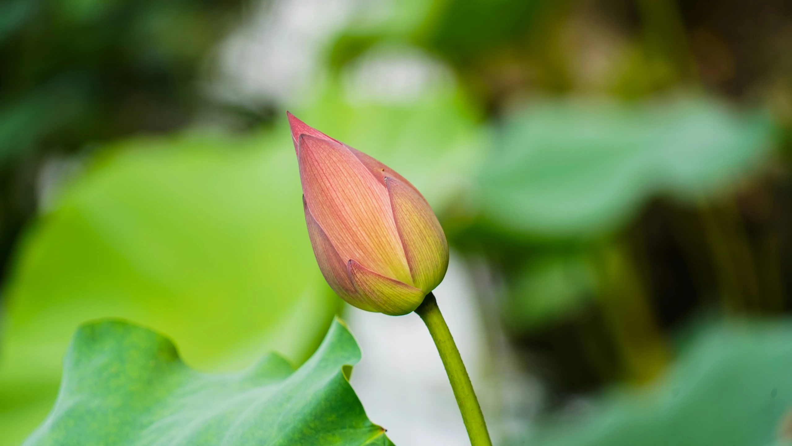 a flower that is sitting on top of a leaf