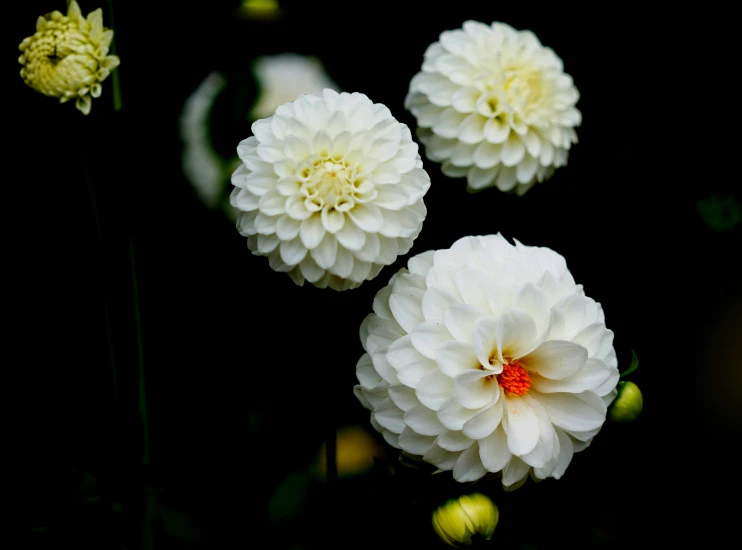 four white flowers are shown in front of a black background