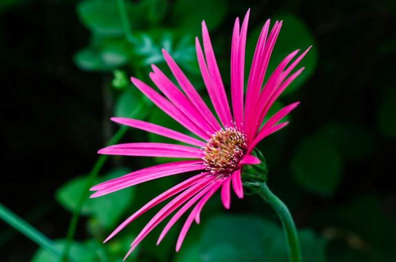 a closeup view of a pink flower with leaves in the background