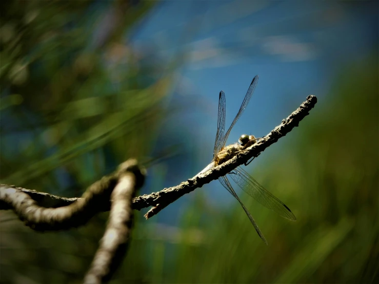 a blue and yellow dragonfly rests on a nch