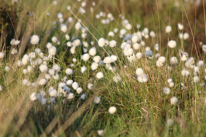 some white flowers and plants in the grass