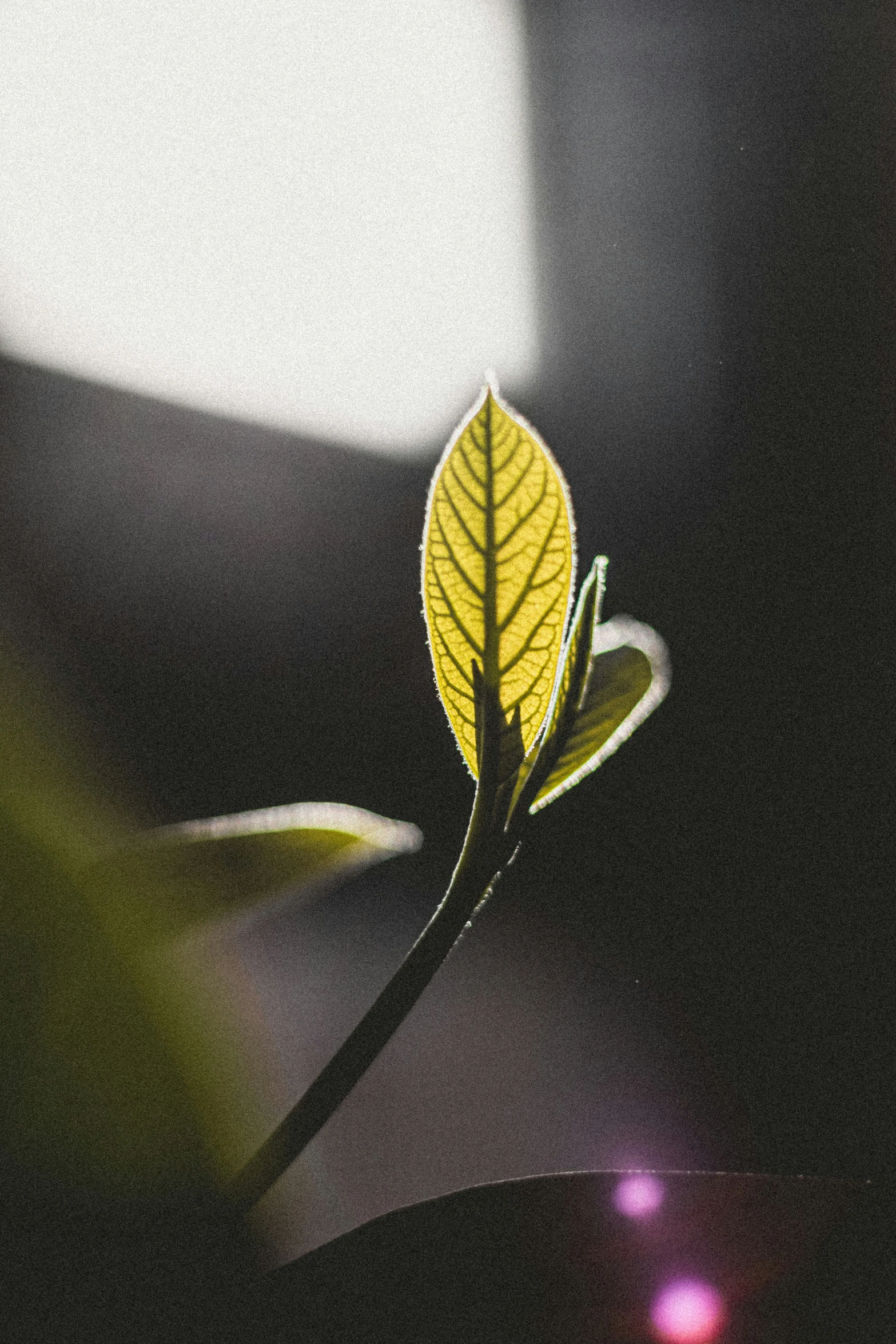 a green leaf is glowing on a blurred surface