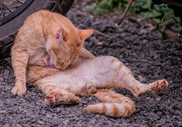 a cat lying down with its paw on the ground