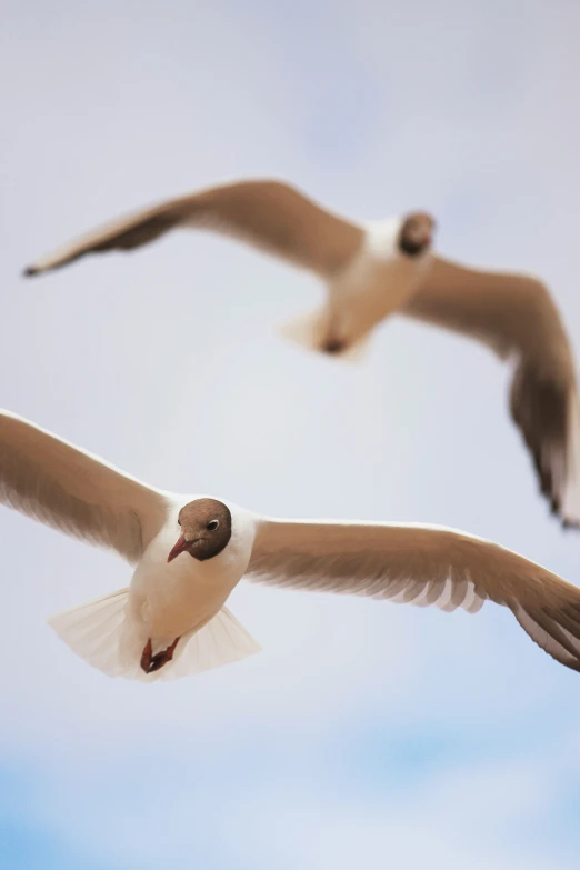 two white birds flying in the air together