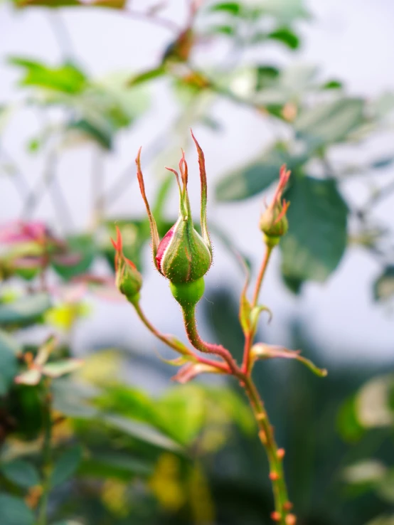 this green nch has budding with a small flower on it