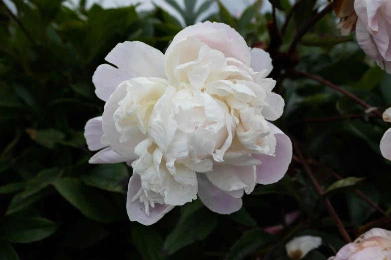 close up s of the large white flower