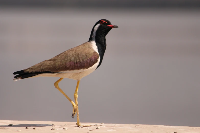 two long - billed birds walking on sand in the dunes