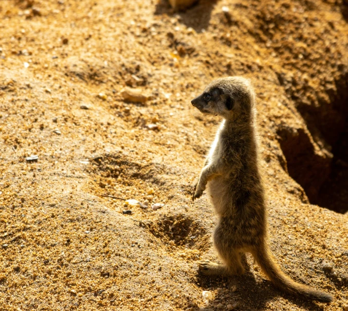 a small animal standing on a dirt field