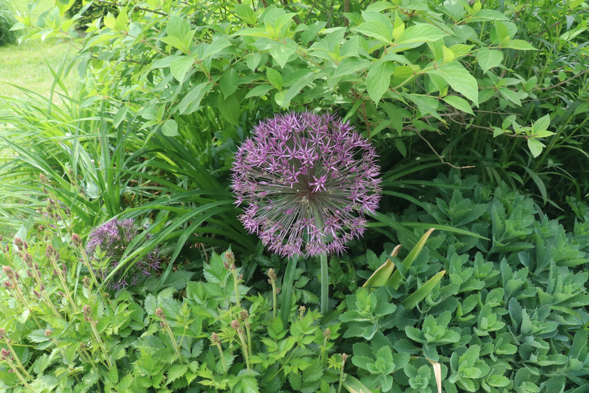 the small purple plant has bright purple flowers