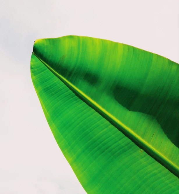 a large green leaf seen from below against a blue sky