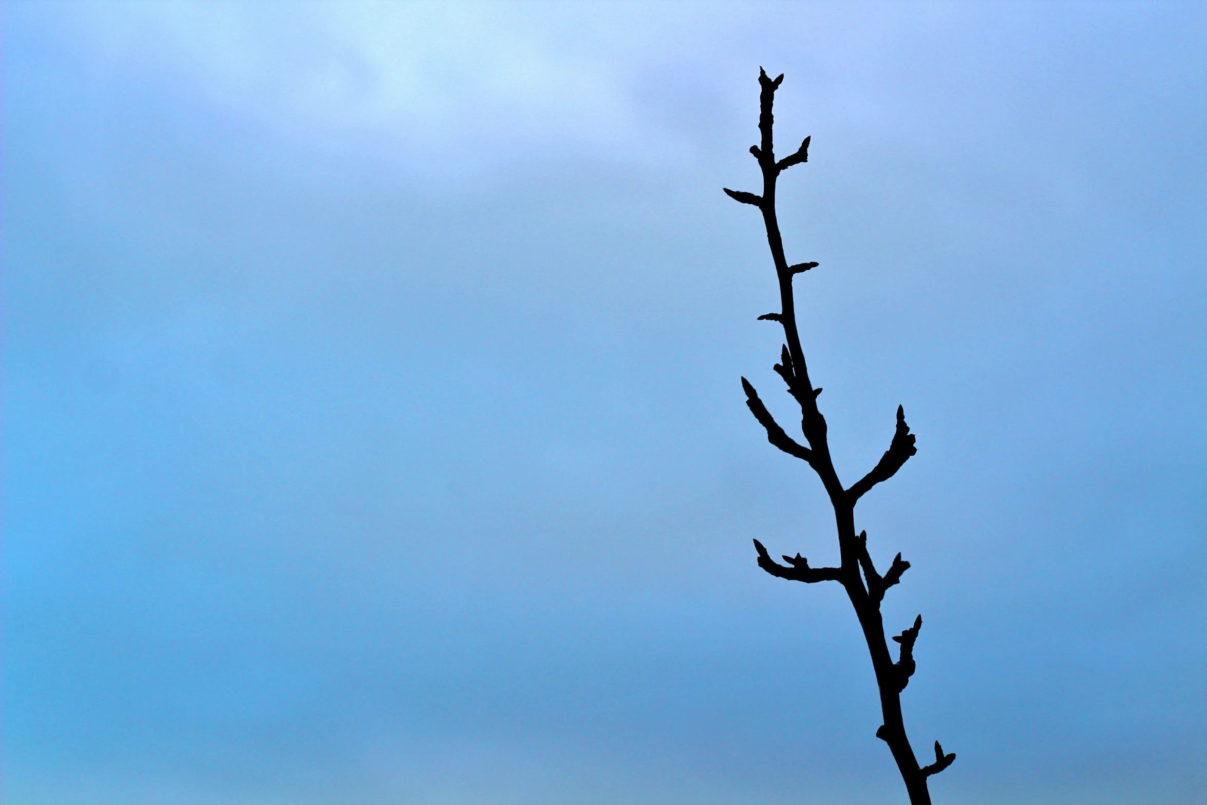 a single, skinny tree in front of blue sky