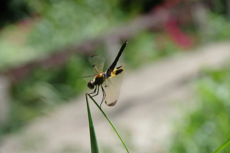 a couple of bugs that are on a plant