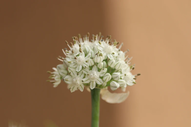 some white flowers are sitting in the center of the flower